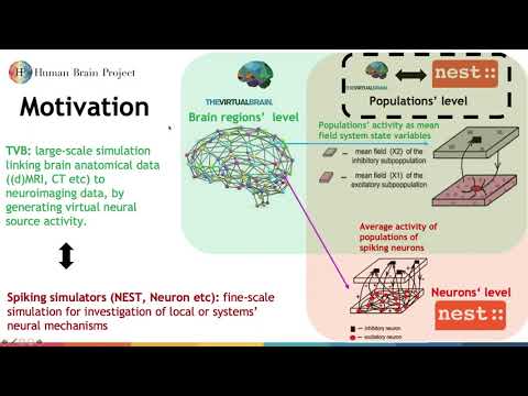 VIDEO: TVB to NEST multi-scale simulation